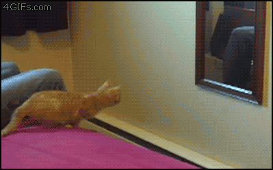 cat-jumping-at-mirror